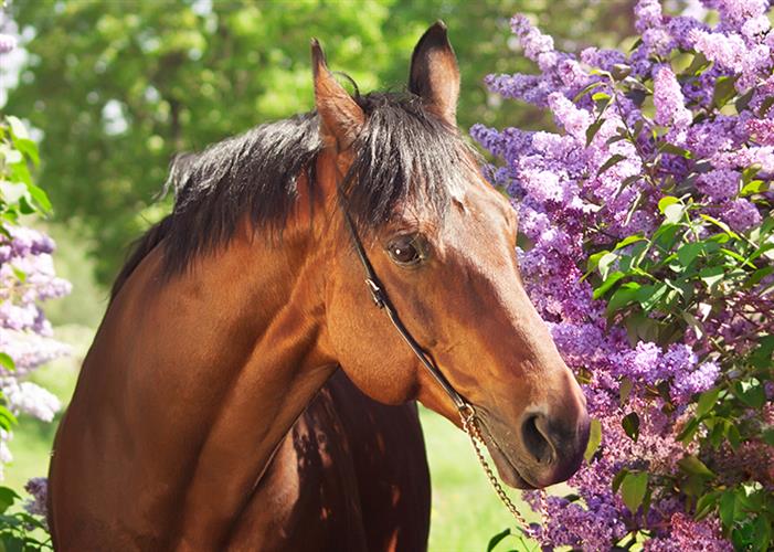 Hair Whorls In Horses And Myths British Pet Insurance
