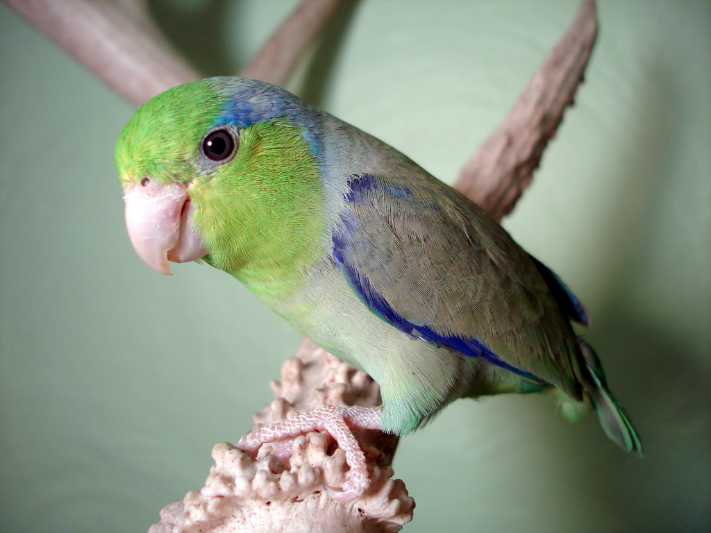 What Are The Best Pet Birds For Beginners? British Pet Insurance