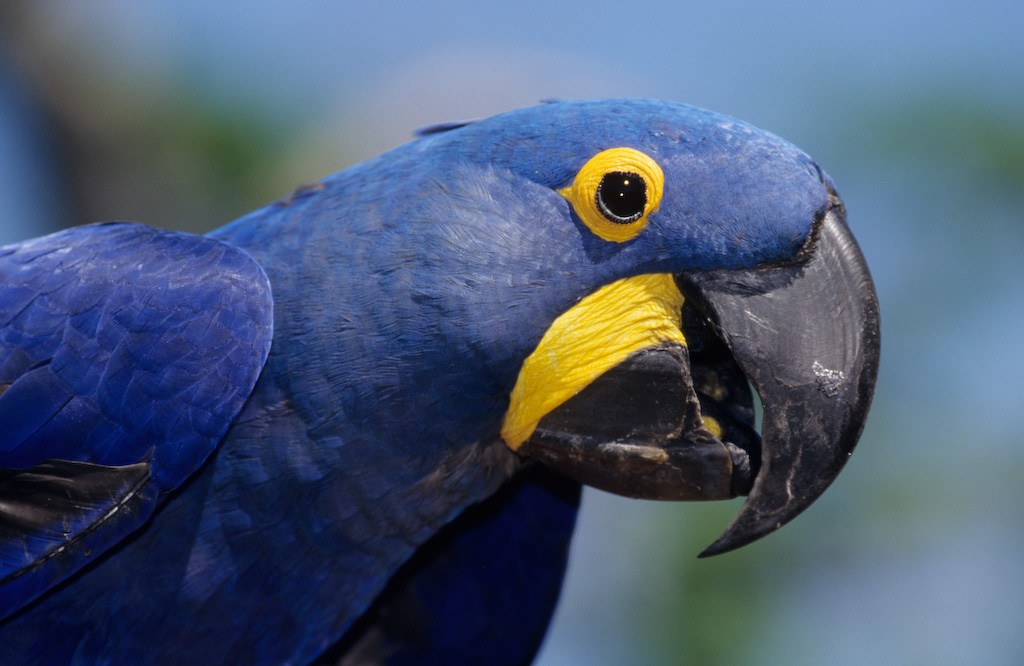 What Are The Best Pet Birds For Beginners? British Pet Insurance