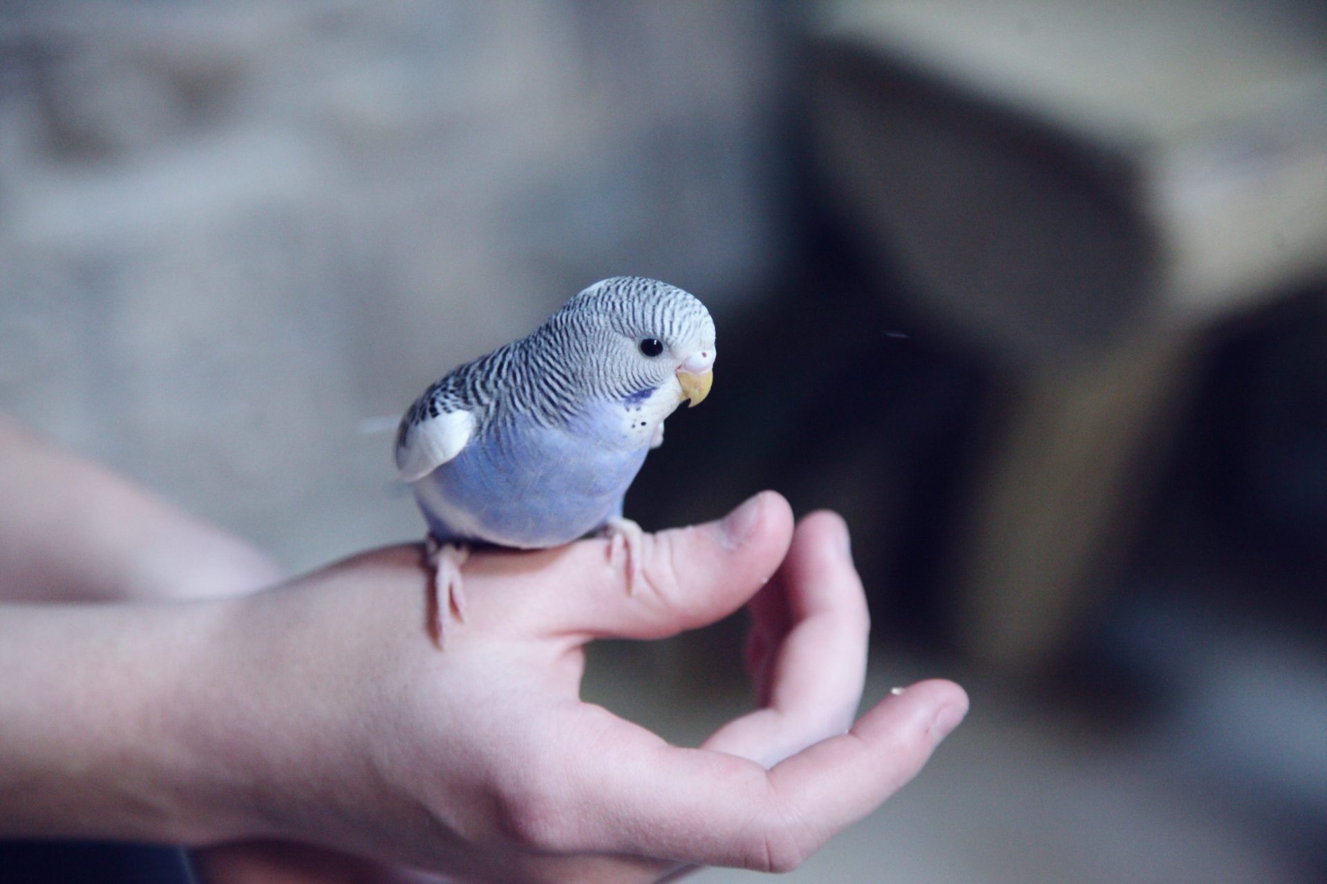What Are The Best Pet Birds For Beginners? British Pet Insurance