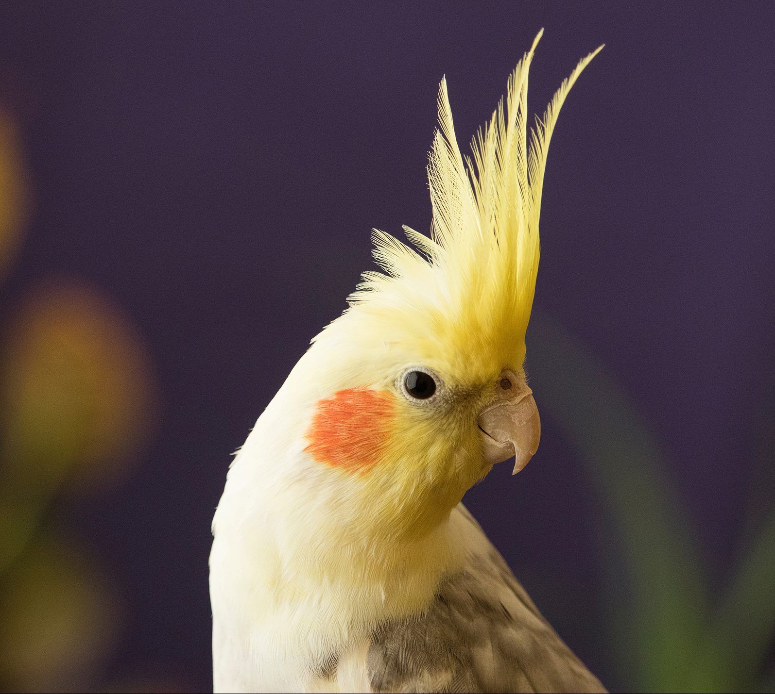 What Are The Best Pet Birds For Beginners? British Pet Insurance