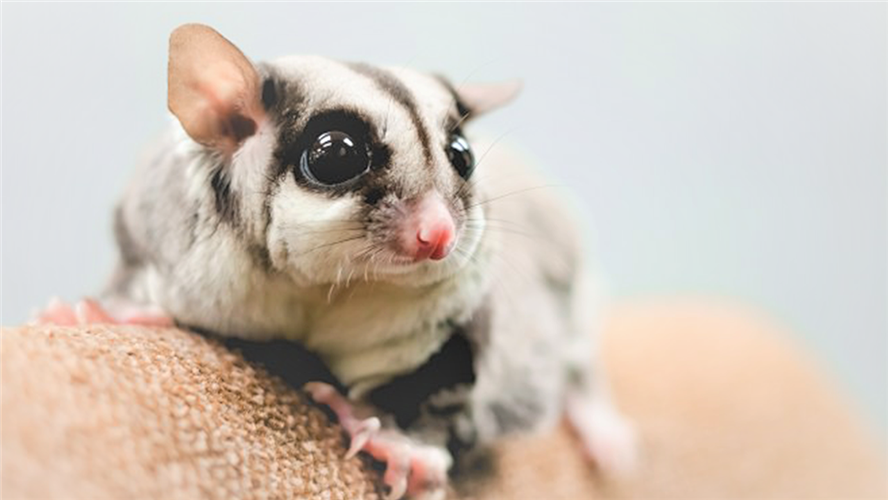 5 Weird Exotic Pets You Can Keep: Part 1 - British Pet Insurance