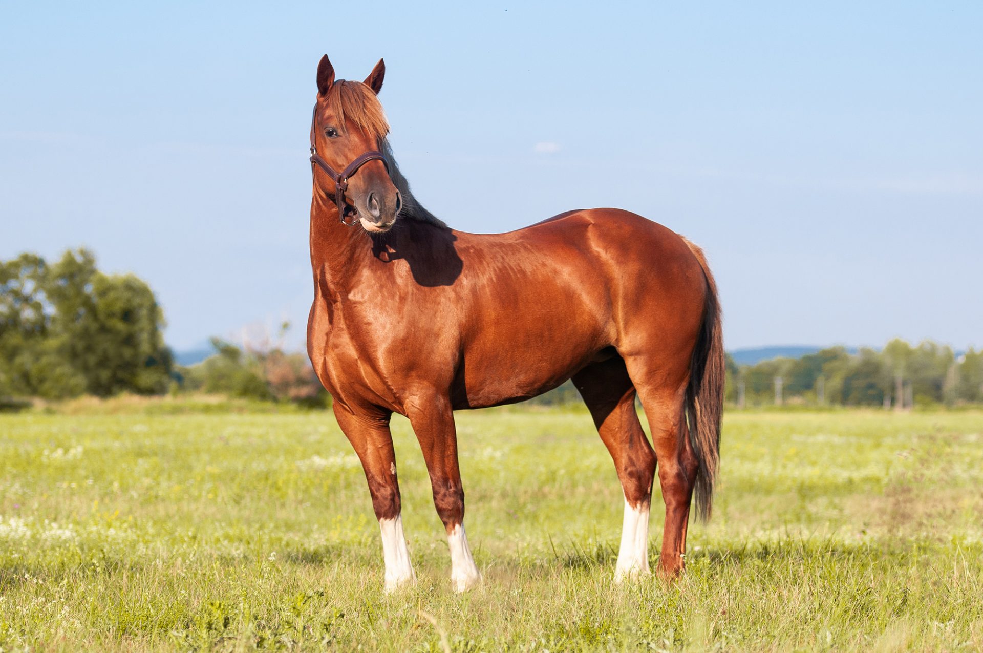 What Are The Laws On Microchipping Horses British Pet