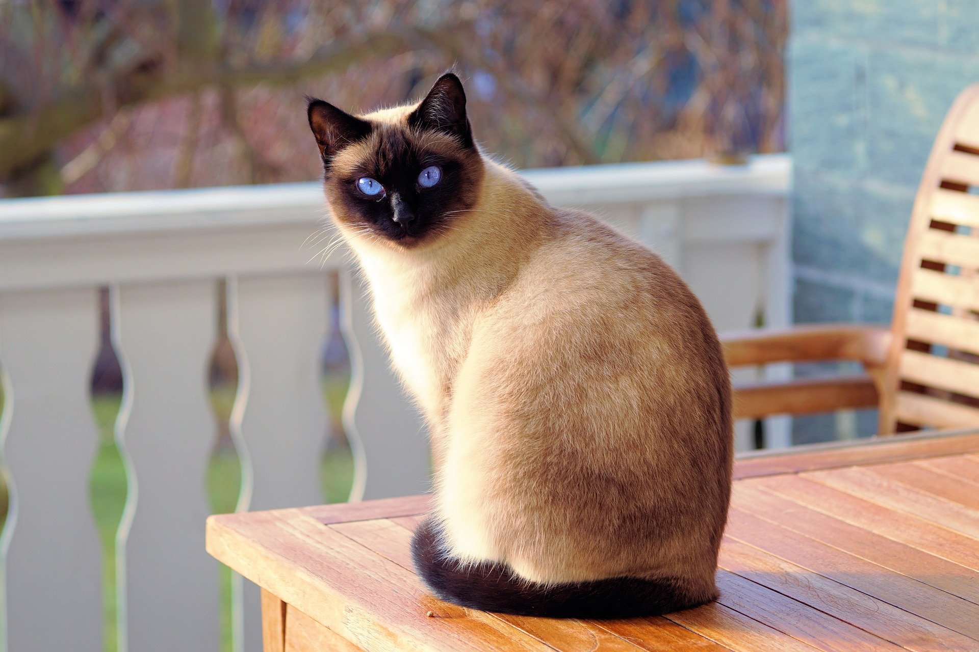 UK’s Most Popular Cat Breeds British Pet Insurance