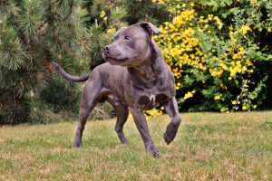 English blue Staffordshire Bull Terrier