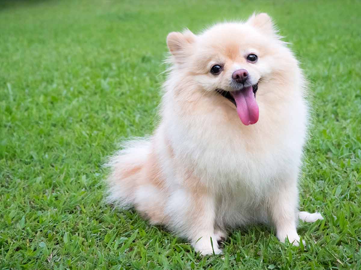 Most popular small breed dogs in the UK
